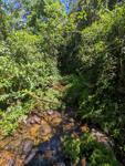 A sunny clearing on a tiy stream through the forest near Mera. Male <i> Yangunaspatiosa </i> perch on the bush on the right.